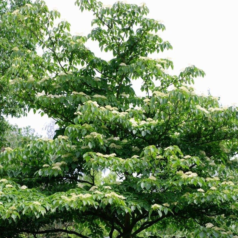 Emeletes som (Cornus controversa)