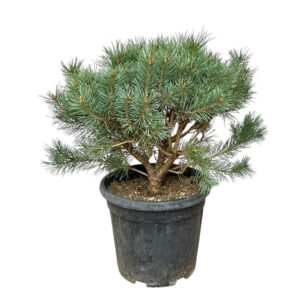 Erdei fenyő (Pinus sylvestris 'Watereri')