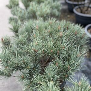 Erdei fenyő (Pinus sylvestris 'Watereri')