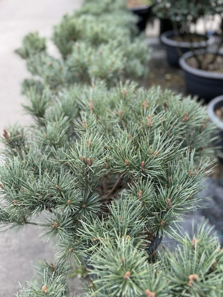 Erdei fenyő (Pinus sylvestris 'Watereri')