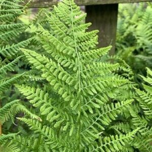Erdei pajzsika (Athyrium filix-femina 'Rotstiel')