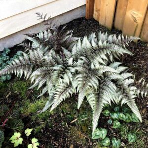 Erdei pajzsika (Athyrium niponicum 'Pewter Lace')