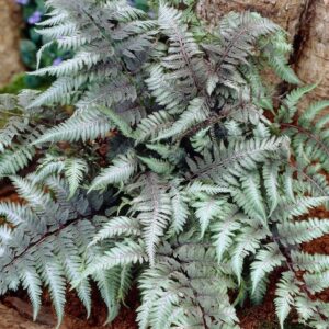Erdei pajzsika (Athyrium niponicum 'Pictum')
