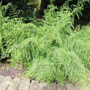 Erdei pajzsika (Dryopteris filix-mas 'Linearis Polydactyla')