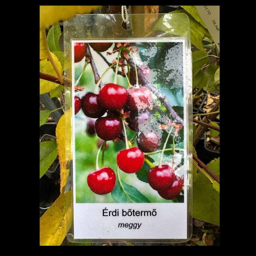 Érdi bőtermő meggy (Prunus cerasus 'Érdi Bőtermő')