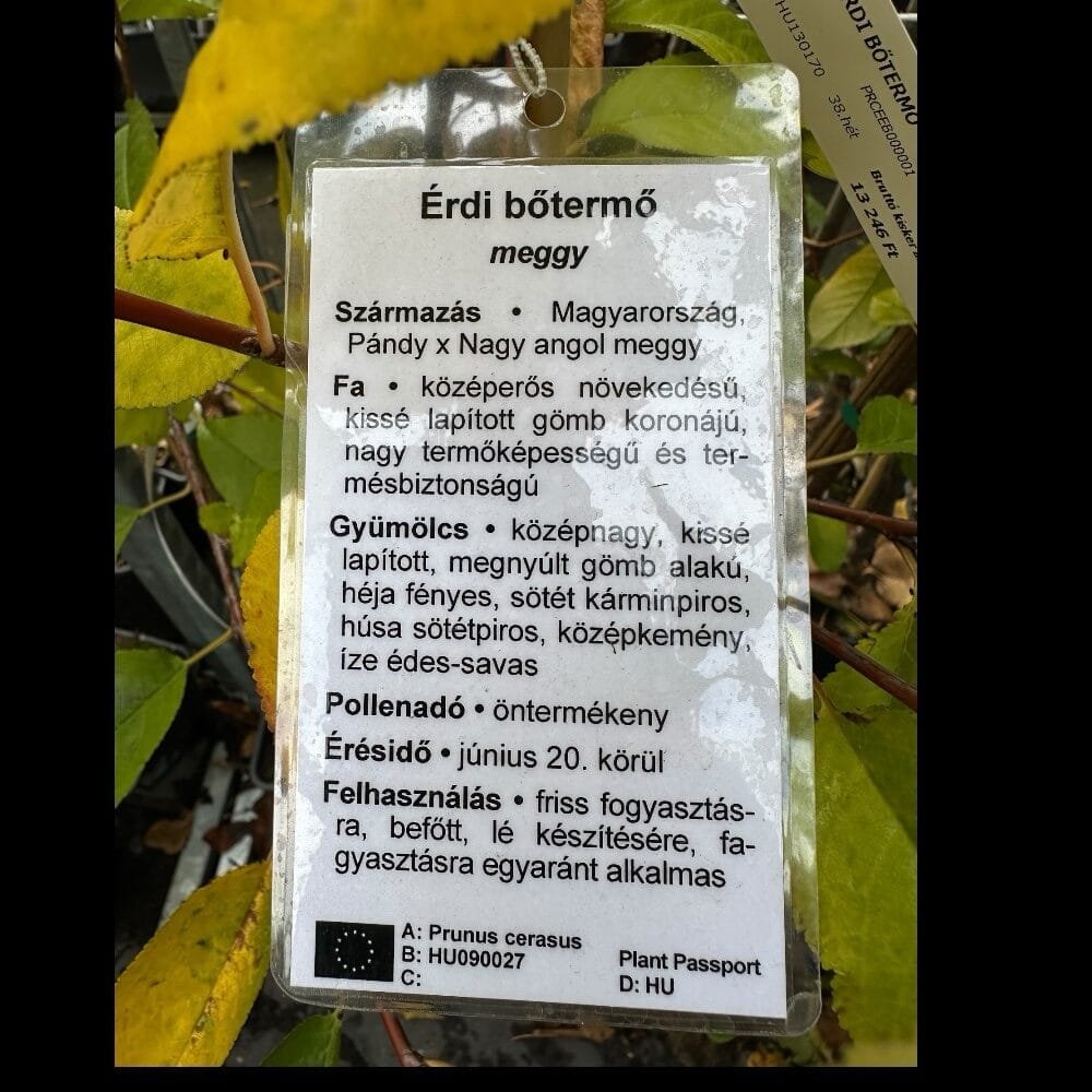Érdi bőtermő meggy (Prunus cerasus 'Érdi Bőtermő')