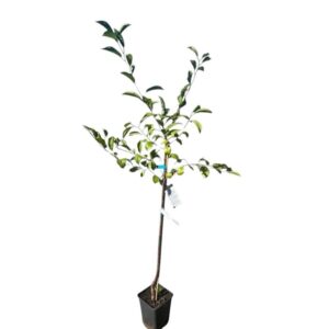 Érdi bőtermő meggy (Prunus cerasus 'Érdi Bőtermő')