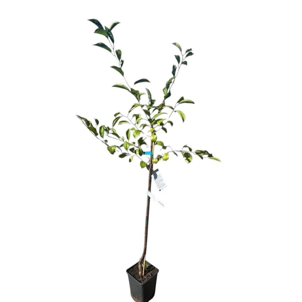 Érdi bőtermő meggy (Prunus cerasus 'Érdi Bőtermő')