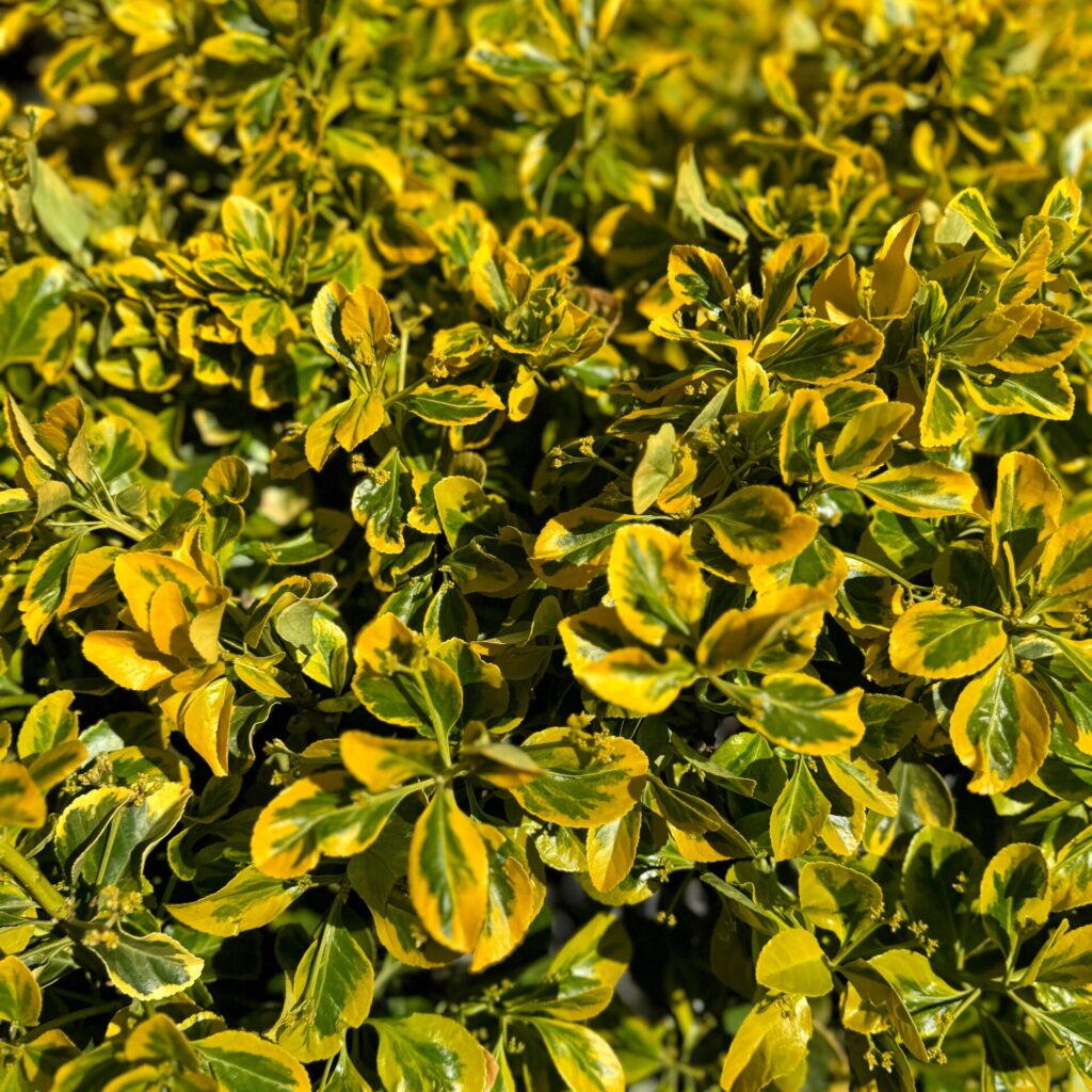 Ernyős aranytarka japán kecskerágó (Euonymus japonicus 'Elegant Aureus')
