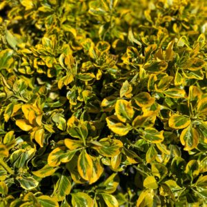 Ernyős aranytarka japán kecskerágó (Euonymus japonicus 'Elegant Aureus')
