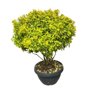 Ernyős aranytarka japán kecskerágó (Euonymus japonicus 'Elegant Aureus')