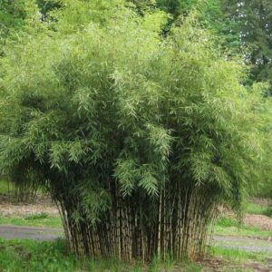 Ernyős bambusz (Fargesia murielae 'Wisebear')