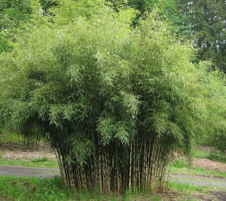 Ernyős bambusz (Fargesia murielae 'Wisebear')
