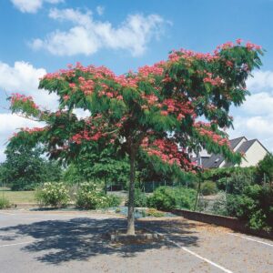 Ernyős koronájú selyemakác (Albizia julibrissin 'Ombrella')