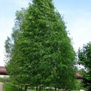 Ezüst nyár (Populus tomentosa)