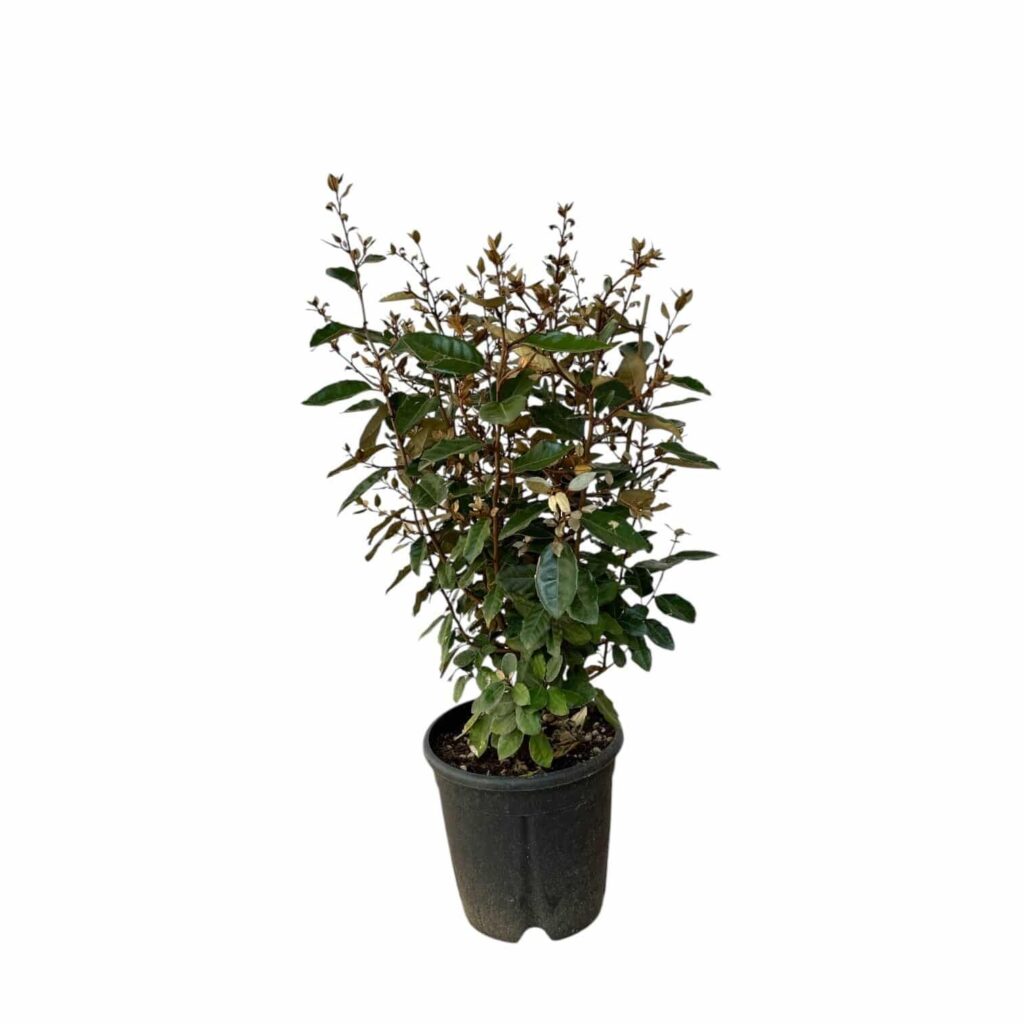 Ezüstfa (Elaeagnus ebbingei 'Compacta')