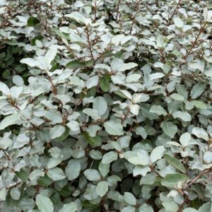 Ezüstfa (Elaeagnus ebbingei 'Compacta')