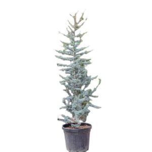 Ezüstös atlasz cédrus (Cedrus atlantica 'Glauca')