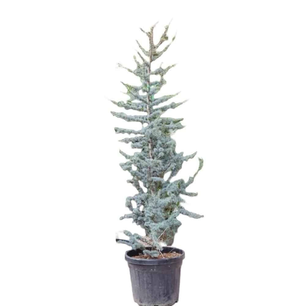 Ezüstös atlasz cédrus (Cedrus atlantica 'Glauca')