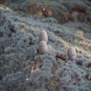 Ezüstös atlasz cédrus (Cedrus atlantica 'Glauca')