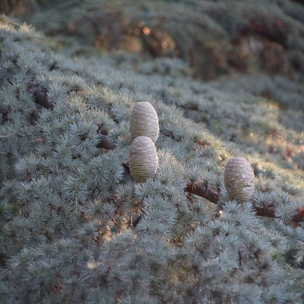 Ezüstös atlasz cédrus (Cedrus atlantica 'Glauca')