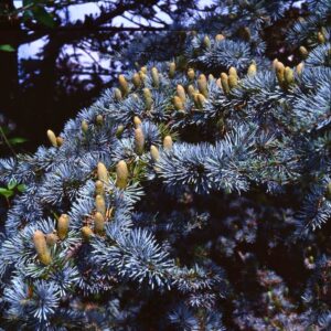 Ezüstös atlasz cédrus (Cedrus atlantica 'Glauca')
