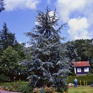 Ezüstös atlasz cédrus (Cedrus atlantica 'Glauca')