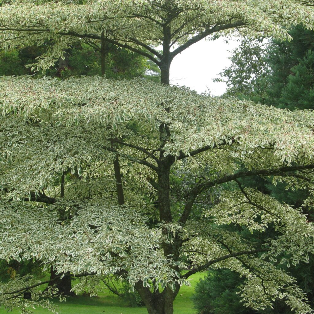 Ezüsttarka levelű som (Cornus alternifolia 'Argentea')