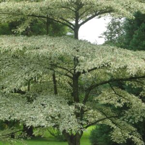 Ezüsttarka levelű som (Cornus alternifolia 'Argentea')