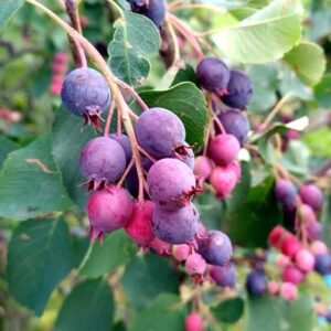Fanyarka (Amelanchier alnifolia 'Sleyt')