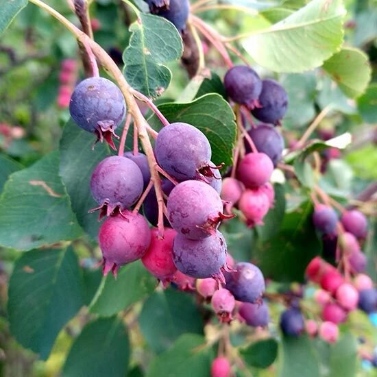 Fanyarka (Amelanchier alnifolia 'Sleyt')