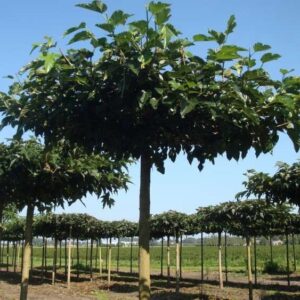 Fehér eperfa (Morus alba 'Fruitless')