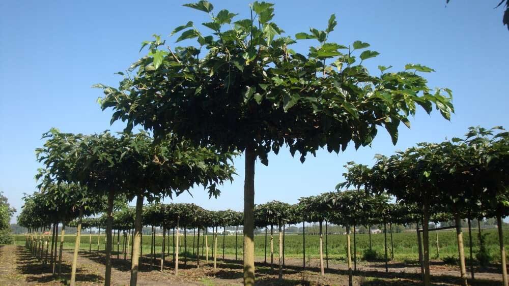 Fehér eperfa (Morus alba 'Fruitless')