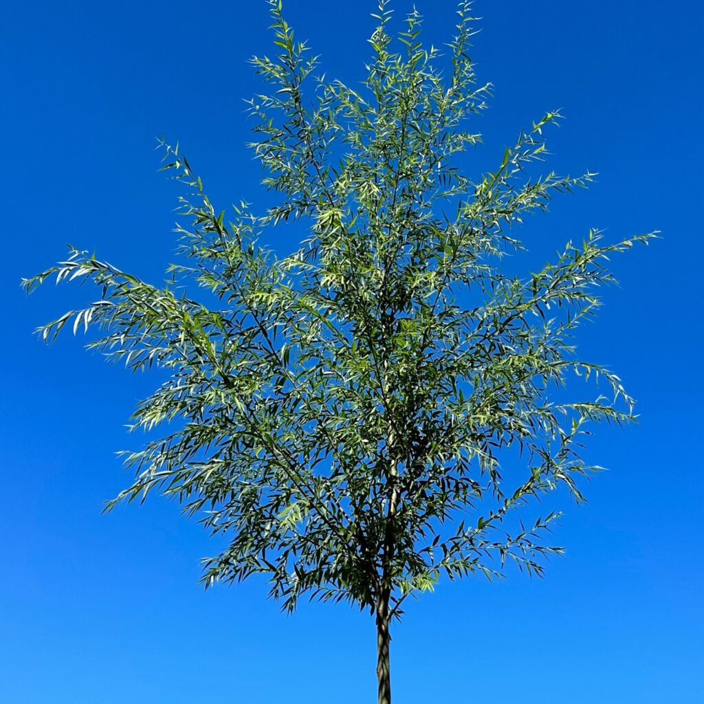 Fehér fűz (Salix alba 'City')
