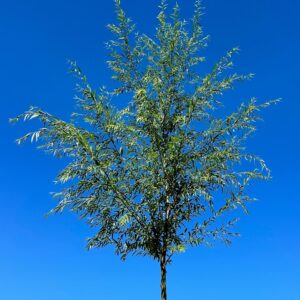 Fehér fűz (Salix alba 'City')