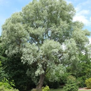 Fehér fűz (Salix alba 'Liempde')