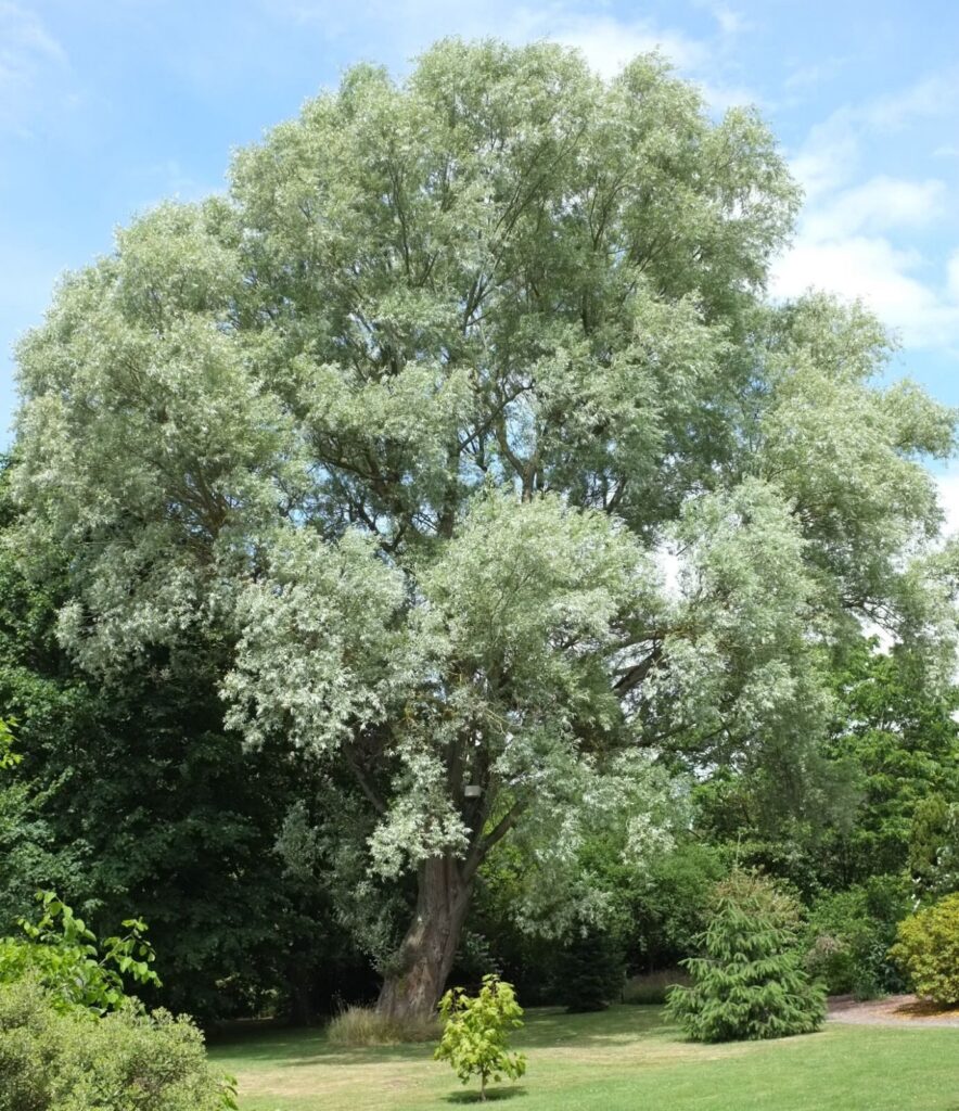 Fehér fűz (Salix alba 'Liempde')