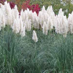 Fehér pampafű (Cortaderia selloana 'White')