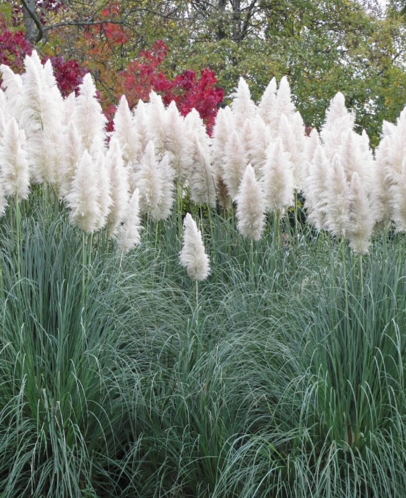 Fehér pampafű (Cortaderia selloana 'White')