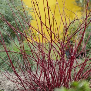 Fehér som (Cornus alba 'Miracle')