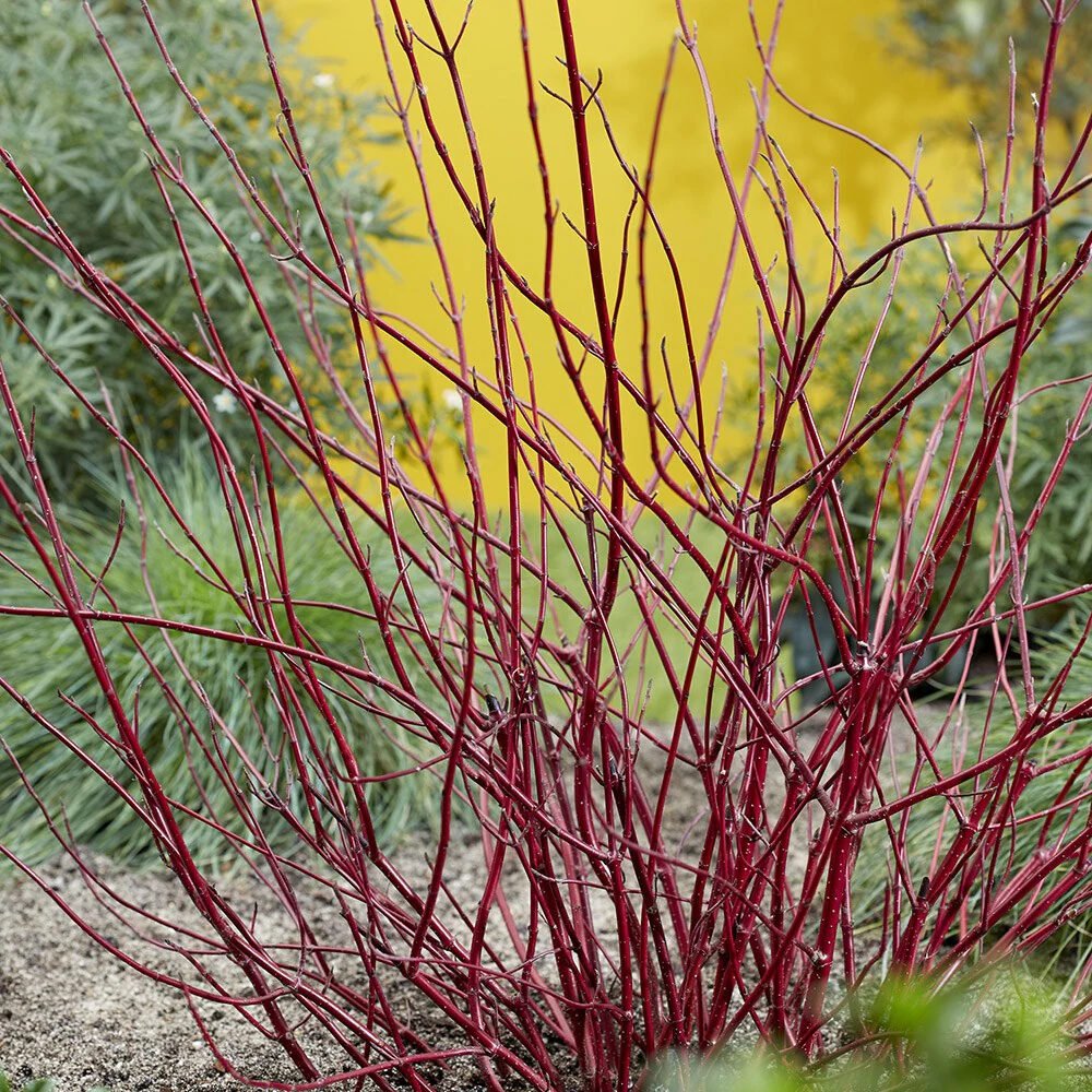 Fehér som (Cornus alba 'Miracle')