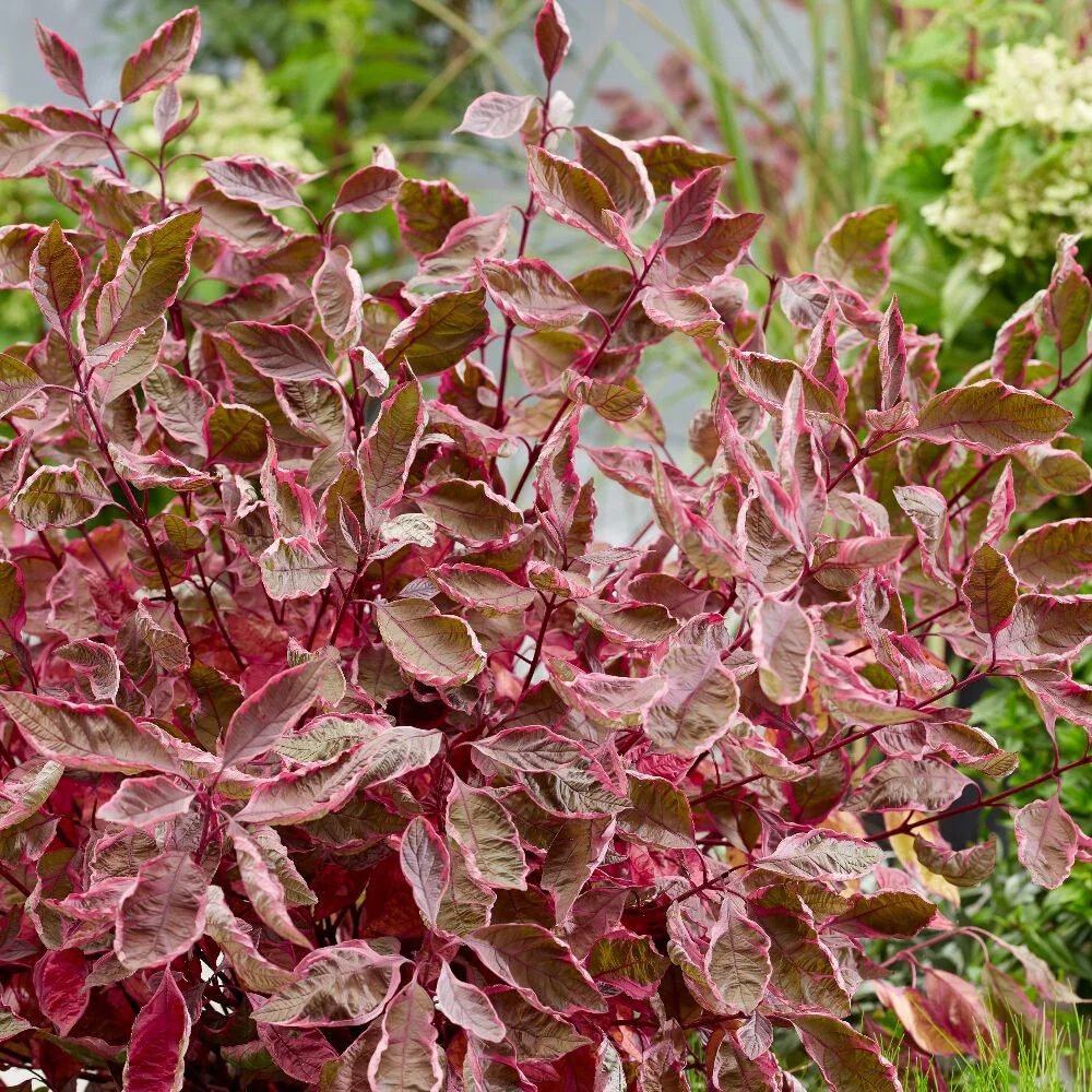 Fehér som (Cornus alba 'Miracle')
