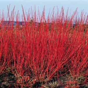 Fehér som (Cornus alba 'Sibirica')