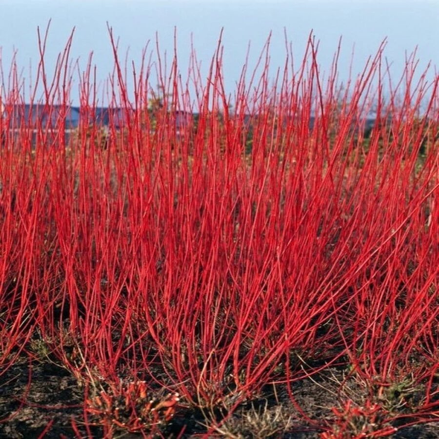 Fehér som (Cornus alba 'Sibirica')