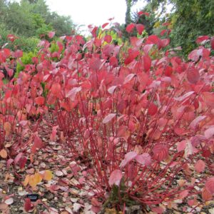 Fehér som (Cornus alba 'Westonbirt')