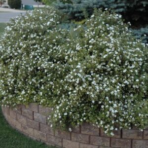 Fehér virágú cserjés pimpó (Potentilla fruticosa 'Abbotswood')