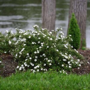 Fehér virágú cserjés pimpó (Potentilla fruticosa 'Mc Kay's White')