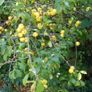 Fehér virágú japánbirs (Chaenomeles speciosa 'Nivalis')