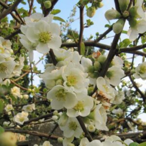Fehér virágú japánbirs (Chaenomeles speciosa 'Nivalis')
