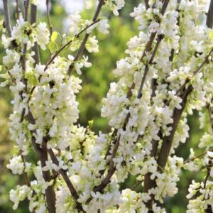 Fehér virágú júdásfa (Cercis chinensis 'Shirobana')